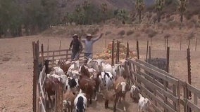 Goats help with wildfire fuel removal