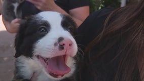 3-week-old puppies tossed from car near Mission Viejo animal shelter soon to be adoptable