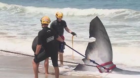 Massive fin whale carcass removed from Torrance beach